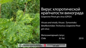 Вирус хлоротической крапчатости винограда (Grapevine Pinot gris virus)