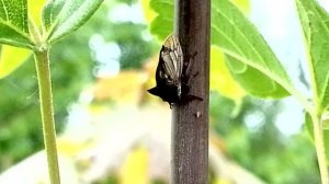 Горбатка и траурница