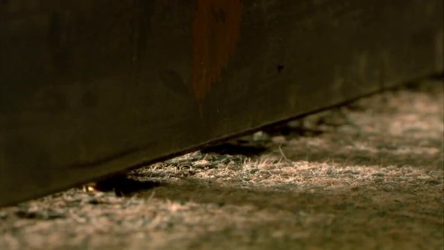 СКОЛЬКО ЖИВУТ ТАРАКАНЫ / ЧЕМ ОПАСНЫ и МОГУТ ЛИ УКУСИТЬ ЧЕЛОВЕКА Самые большие рыжие, желтые шипящие смотреть онлайн