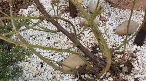 Как обрезать плетистую розу весной. Первая санитарная обрезка