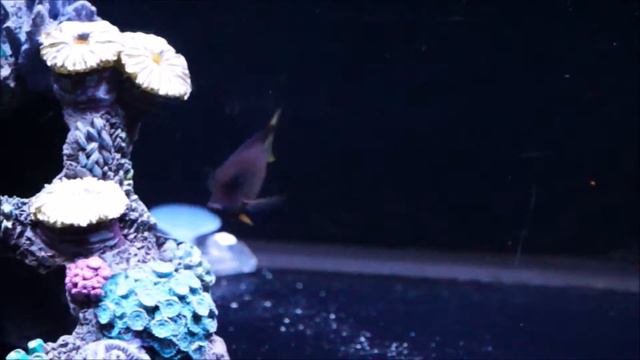 This Week at Elite Reef | chocolate tang, picasso clowns, hippo tang, sailfin tang смотреть онлайн
