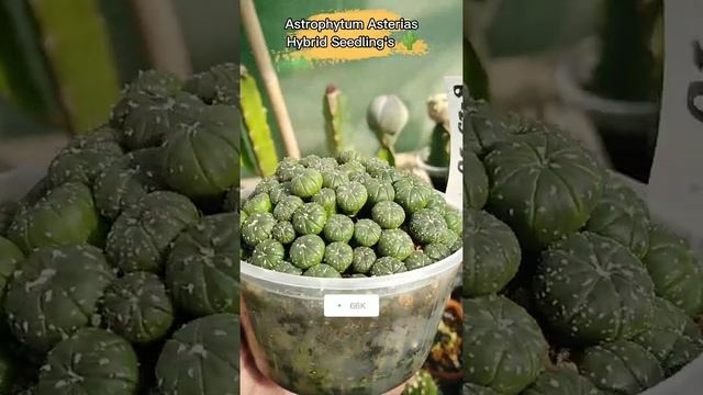 Astrophytum Asterias GnZ Hybrids Seedling's #shorts