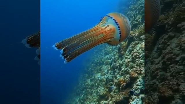 Медуза Хризаора смотреть онлайн