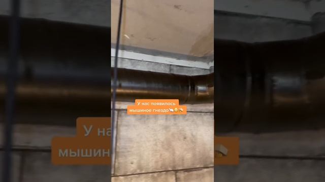 У нас появилось мышиное гнездо в новой квартире..??? смотреть онлайн