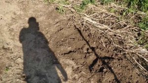 Картофель Венета 2020, урожай