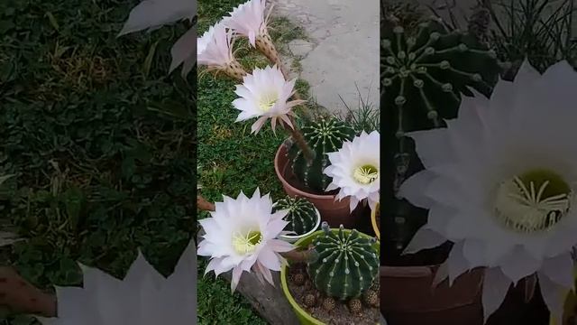 Cactus Echinopsis Oxygona