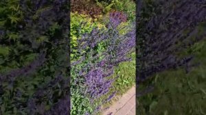 Идеи посадок - пион патио  Дублин и Котовник фассена волкерс лоу