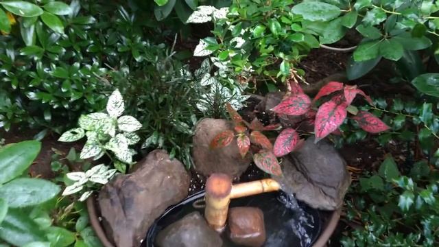 ? Shade Garden Plants ? смотреть онлайн