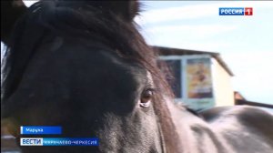 В КЧР планируют провести переход на лошадях карачаевской породы протяженностью в 220 километров