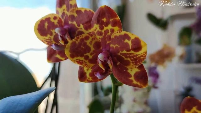 ЗМЕИНАЯ КОЖА ФАЛЕНОПСИС. PHAL SNAKESKIN (GW ) МОЯ ОРХИДЕЯ НАРЦИСС. Характеристика сорта + цветение!