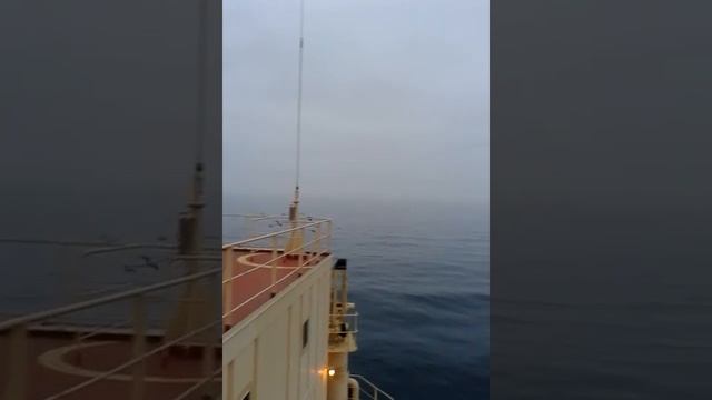 Птицы прилетели!!!! смотреть онлайн