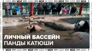 Панда Катюша попробовала искупаться в уличном бассейне в Московском зоопарке - Москва 24