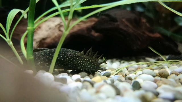 СПИРАЛЬНАЯ ВАЛЛИСНЕРИЯ. СОДЕРЖАНИЕ И УХОД В АКВАРИУМЕ смотреть онлайн