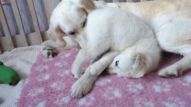 Тедди Щенок голден ретривера, 2 мес смотреть онлайн