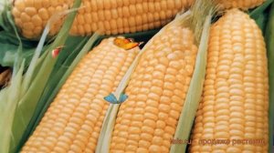 Кукуруза обыкновенная Лакомка Белогорья ? обзор: как сажать, семена кукурузы Лакомка Белогорья