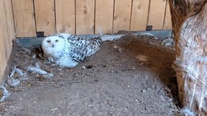 Белые совы охраняют свое гнездо
