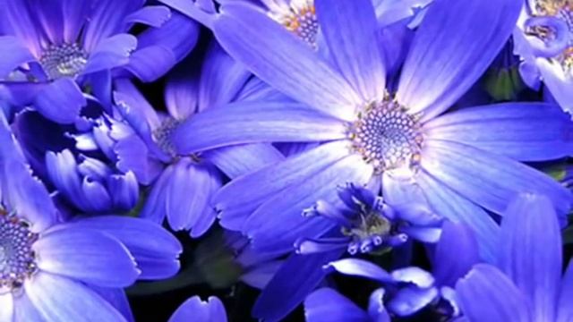 Фольклор Закарпаття ? Закарпатські українці смотреть онлайн