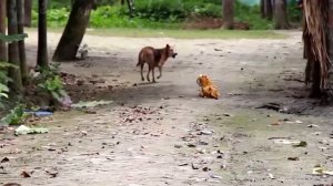 Тигр Игрушка Против Собак и людей смешно?? - смешное видео, приколы, смотреть онлайн