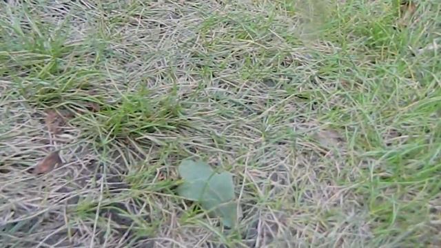 ДАЧА ДОРОЖКА ИЗ ПОЛЕВИЦЫ смотреть онлайн