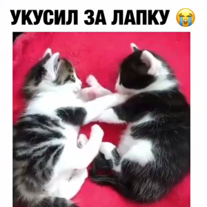 Укусил за лапку