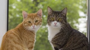 10 Sounds Cats Love To Hear The Most