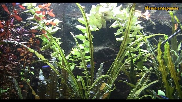 Какие растения посадить в аквариум | Красные растения в аквариуме | Аквариум Красные растения (#63) смотреть онлайн