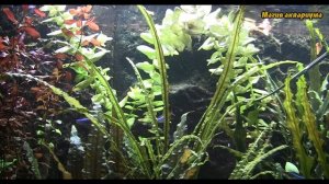 Какие растения посадить в аквариум | Красные растения в аквариуме | Аквариум Красные растения (#63)