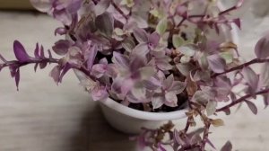 Трипс на каллизиях и традесканциях, растения под столом, колеусы