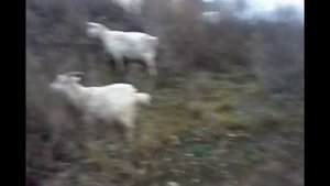 Всегда ли козье молоко с привкусом козы...