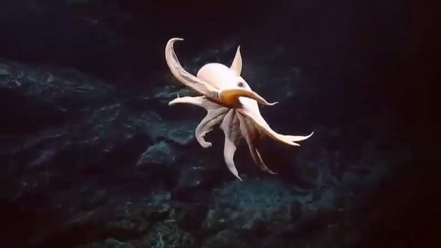 Осьминог Дамбо Ушастый осьминог