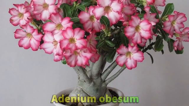 20 ESPÉCIES DE PLANTAS SUCULENTAS PARA IDENTIFICAÇÃO NOMES CIENTÍFICO смотреть онлайн