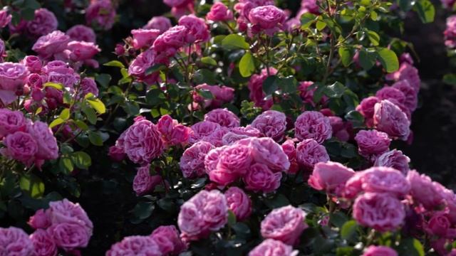 НОЧНЫЕ ЦВЕТЫ... А. Шиловский Е. Берженевская   - Фото со стены Виктории Гончаровой Москва