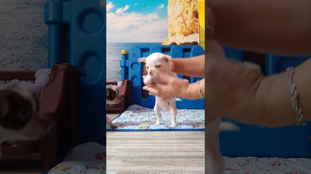 Продается щенок чихуахуа Юпитер Симферополь