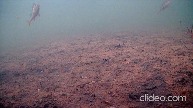 Подводные съемки на Шарташе. 25 января 2024 г смотреть онлайн