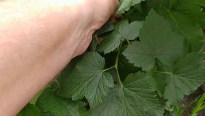 Обзор урожайности чёрной смородины Бен Конан