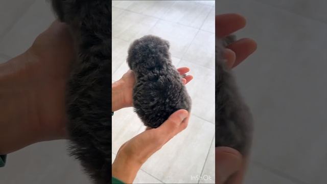 Микро девочка. Серебристый пудель из Кореи. Очень редкая!  Наш сайт в ссылке профиля. смотреть онлайн
