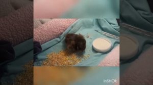 Ну вот все и случилось! Цыплята вылупились!