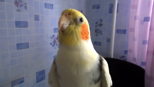 Корелла поет по заявкам) Тимошка спой песенку смотреть онлайн