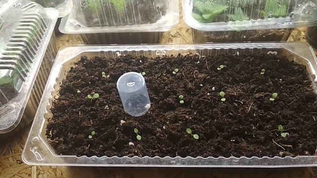 ПОЧТИ ВСЕ ГРАНУЛЫ ВЗОШЛИ, А НЕКОТОРЫЕ НЕТ ? КАК ПОМОЧЬ? ЛАЙФХАК смотреть онлайн