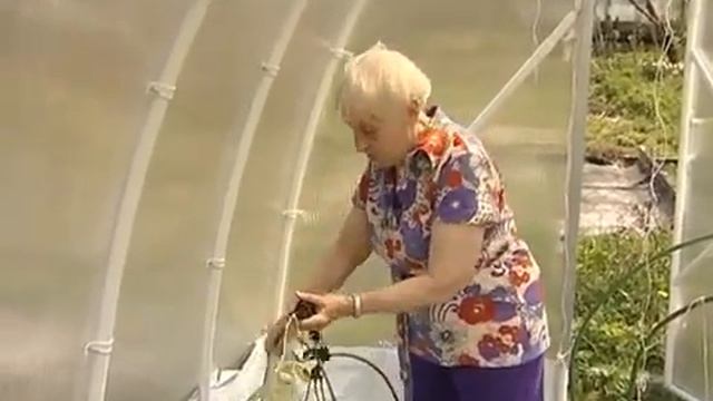 Томаты без полива   Огород без хлопот
