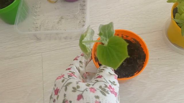 #рассада РАССАДА ДЕТИ ВЫРАСТИЛИ #детииродители #рассадапомидор #рассадаперца #выраститьрассаду