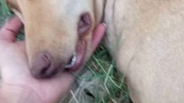 Когда эту собаку нашли спасатели, ее невозможно было узнать морда и лапы перетянуты ,чтобы она .. смотреть онлайн