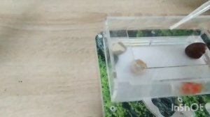 Как сделать медовый сироп для муравьев.