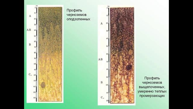 Черноземные почвы