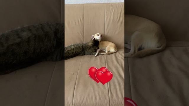 Любовь или взаимовыручка?