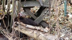 Marquette Hens Camouflaged Fall Day