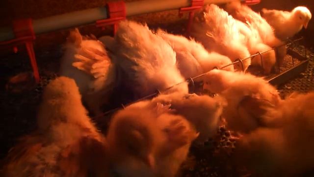 Цыплята орпингтоны и загорские лососевые смотреть онлайн