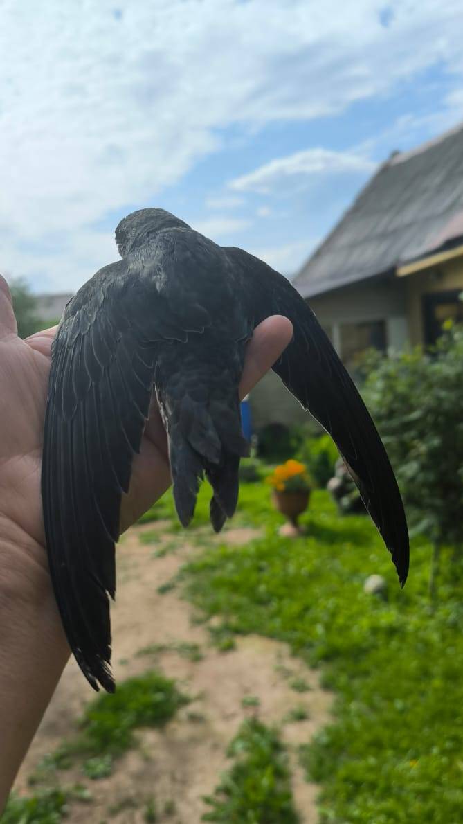 Стриж Гоша 🐦