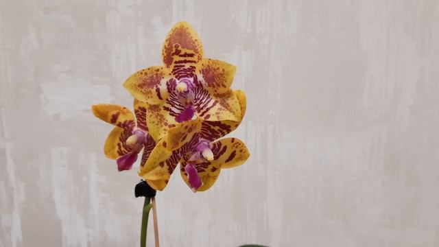 Легендарный Phalaenopsis Joy Spring Tina 'Anaconda' смотреть онлайн