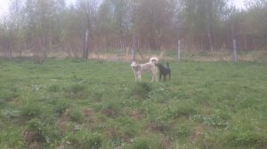 Вязка западносибирской лайки!